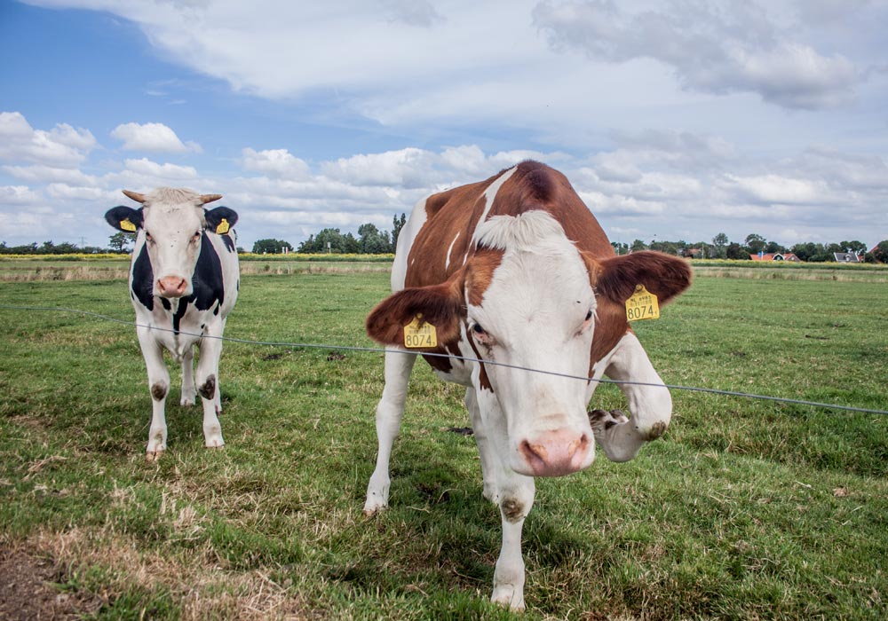 Boer-in-beeld-Noom-3