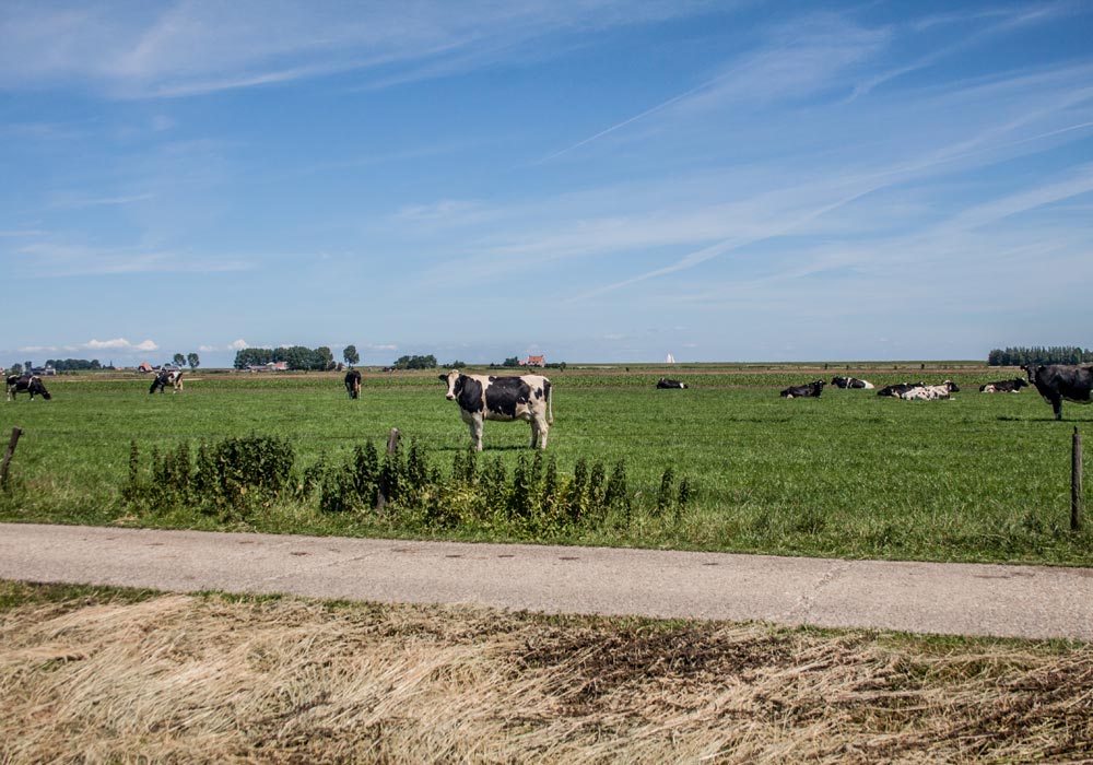 Boer-in-beeld-Roos-4