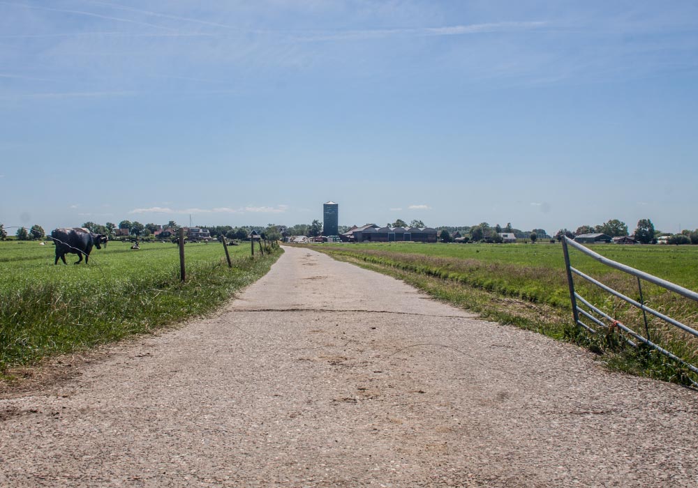 Boer-in-beeld-Roos-5