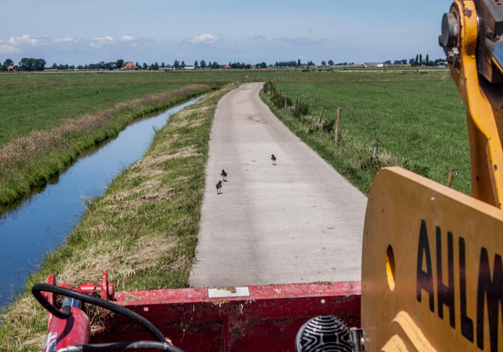 Boer-in-beeld-Roos-6