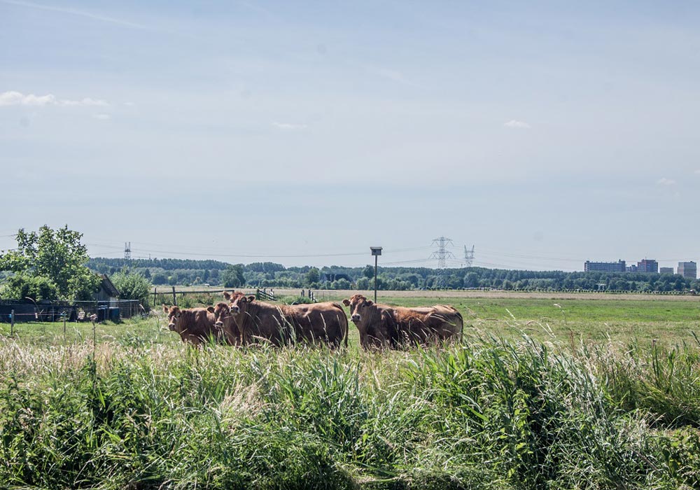 Boer-in-beeld-Simons-2