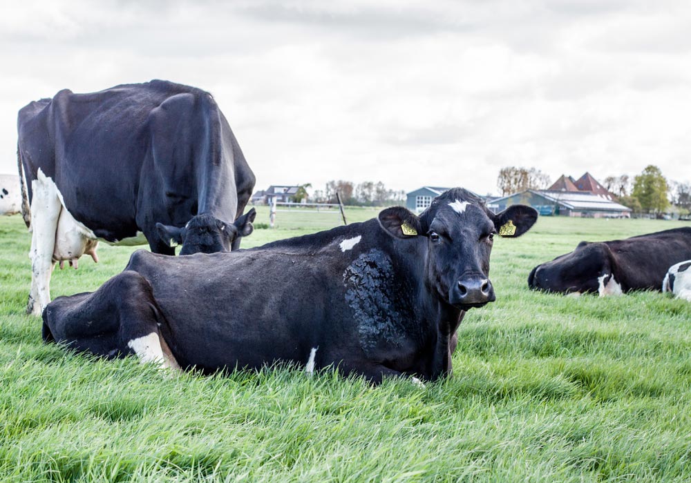 Boer-in-beeld-Van-Diepen-2