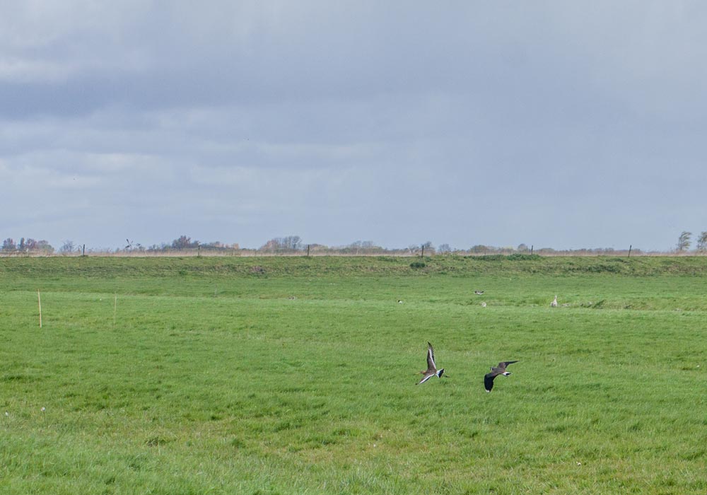 Boer-in-beeld-Van-Diepen-3