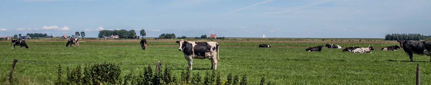 Header-Boer-in-beeld-Roos