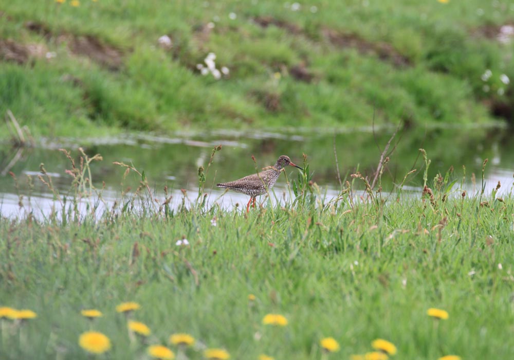 Project-Biodiversiteistmonitor_1000x700px