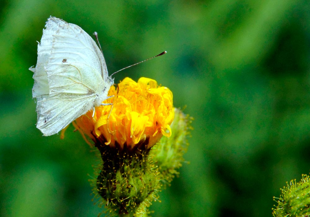 Project-Biodiversiteitsmonitor-2_1000x700px