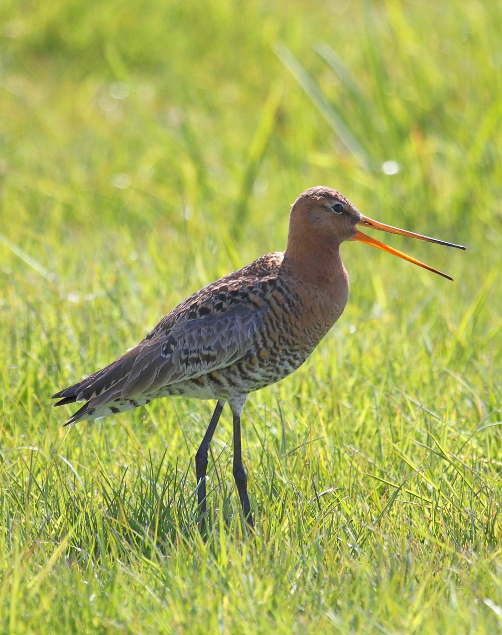 Vrijwilligers_water-land-en-dijken_grutto