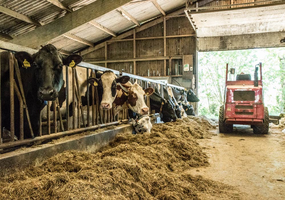 Boer-in-beeld-Anjo-Mariska-de-Leeuw-03