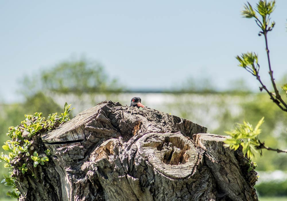 Boer-in-beeld-Anjo-Mariska-de-Leeuw-04