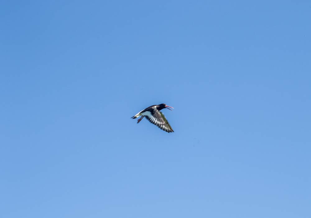 Boer-in-beeld-Anjo-Mariska-de-Leeuw-06