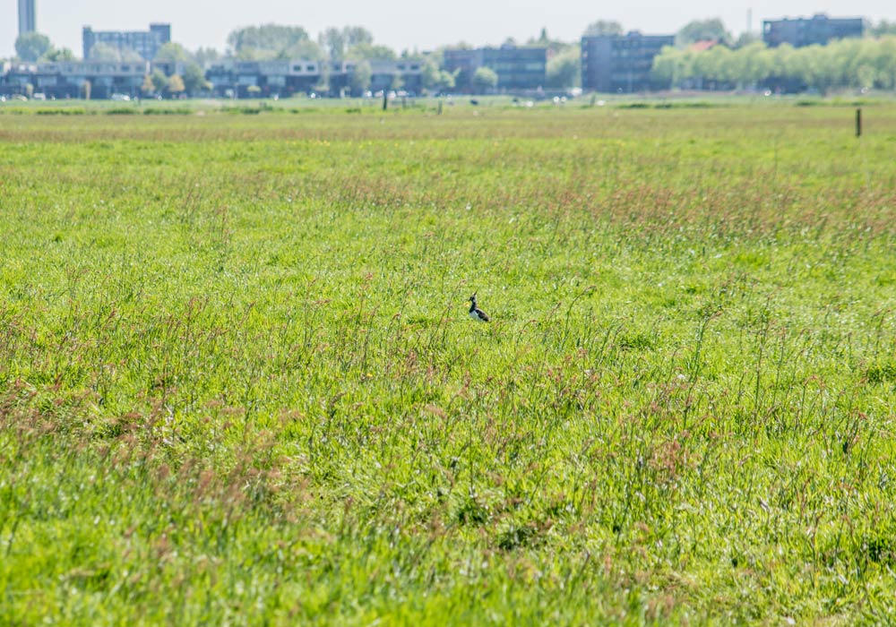 Boer-in-beeld-Anjo-Mariska-de-Leeuw-07