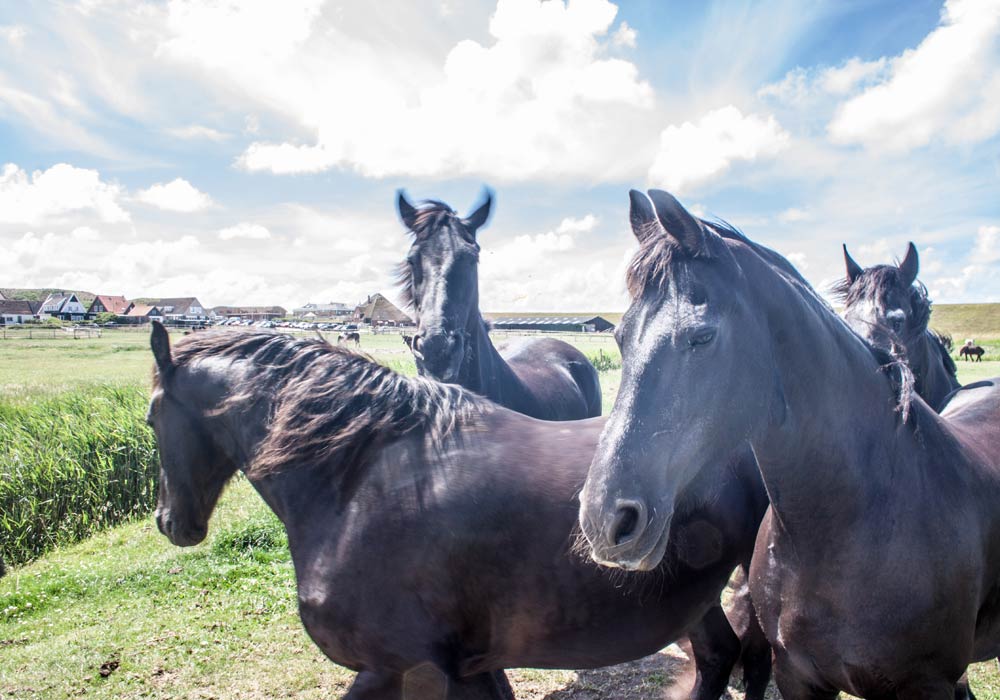 Boer-in-beeld-Camperduin-04