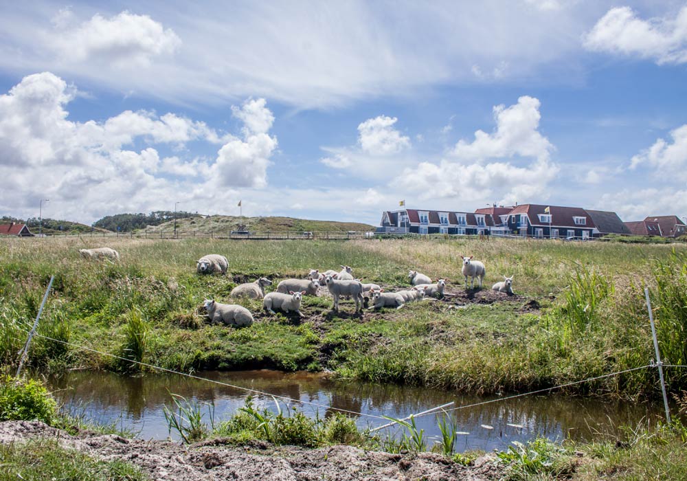 Boer-in-beeld-Camperduin-06