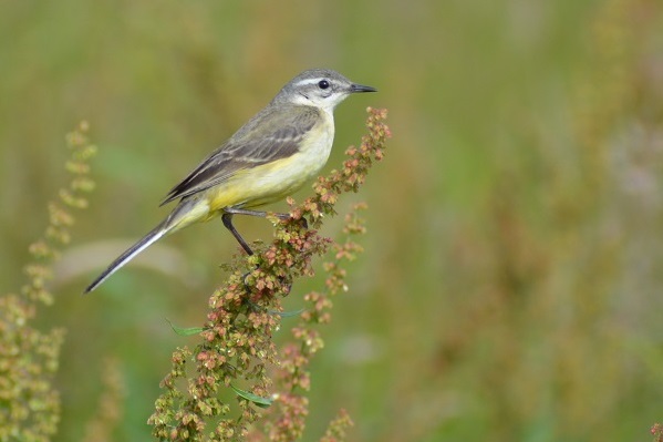 Gele kwikstaart 6 600 x 400