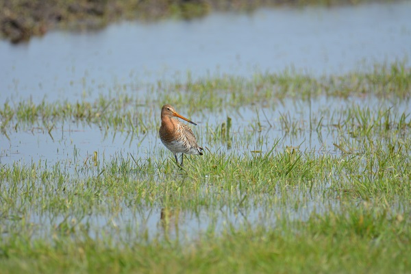 Grutto jaar Tessa Hoogeveen WLD 600 x 400