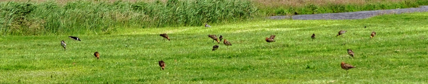 Gruttos bij Warder 2000 pixels