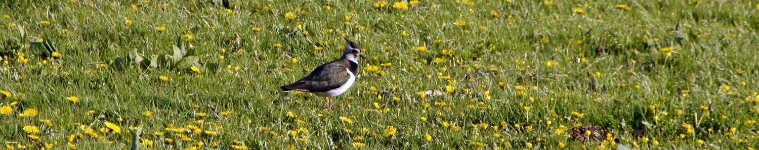 Kievit Willem Column Header foto 1500 x 297