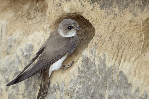 Overzwaluwand foto Jan Butter 600 x 400