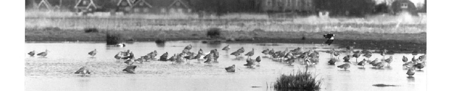 Plas dras Zijp groter 1500 x 297 pixels