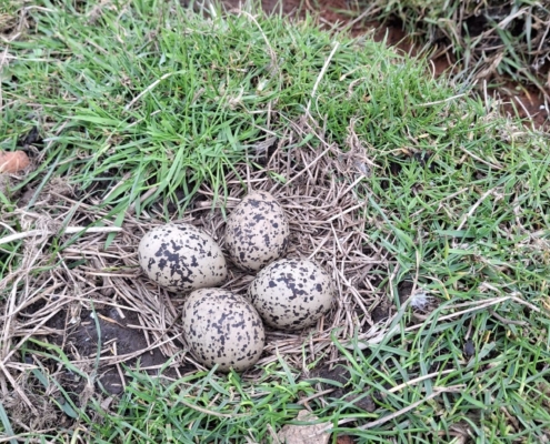 Scholeksterei_fam De Boer