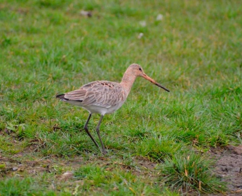 Terugblik-weidevogelseizoen-2020-05