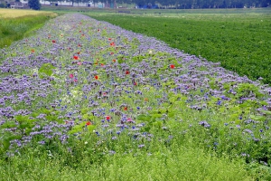 Vaalburg, Zuidervaart 125, aardappelen, 14-07-'14 008 (11) klein