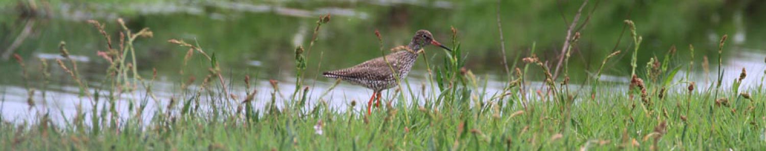 WLD_Header-natuur-biodiversiteit