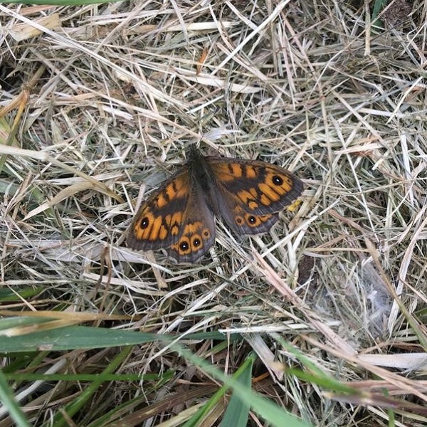 foto Argusvlinder mei 2020 jarno van Elten 600 x 600