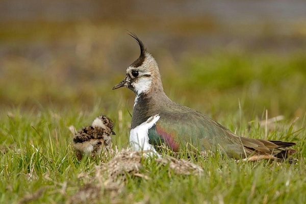 foto kieft_markermeerdijk 600x400