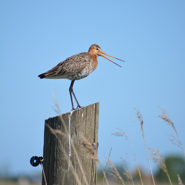 foto tekst ANLb MB 600 x 600