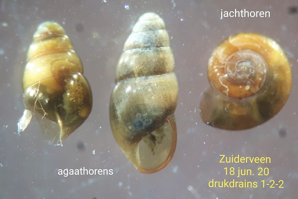 leverbotslakjes2 600 400