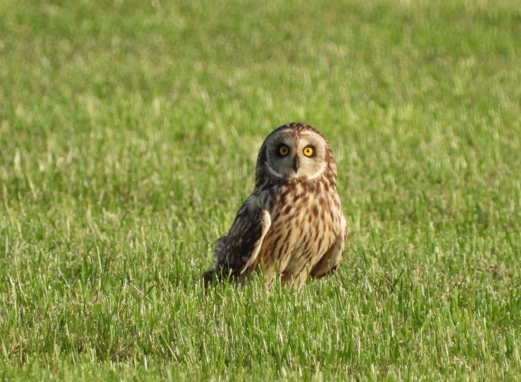 ouder in gras alex kenter 750 pix